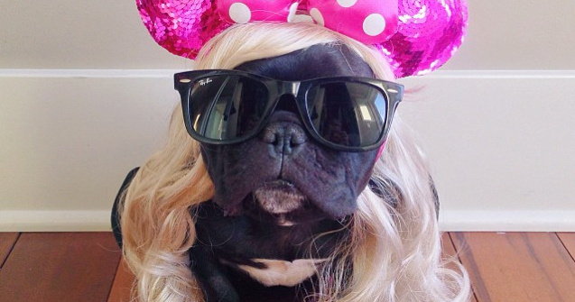 Trotter, buldogul francez devenit maestru al deghizarilor