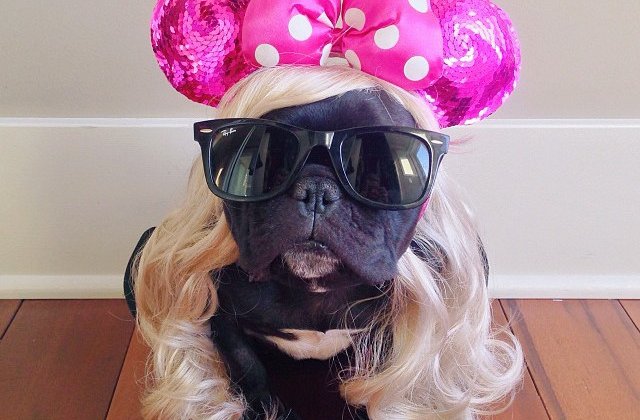 Trotter, buldogul francez devenit maestru al deghizarilor