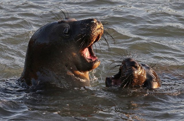 Sincronizarea, cheia unei imagini perfecte. 10 fotografii impresionante facute exact in secunda potrivita