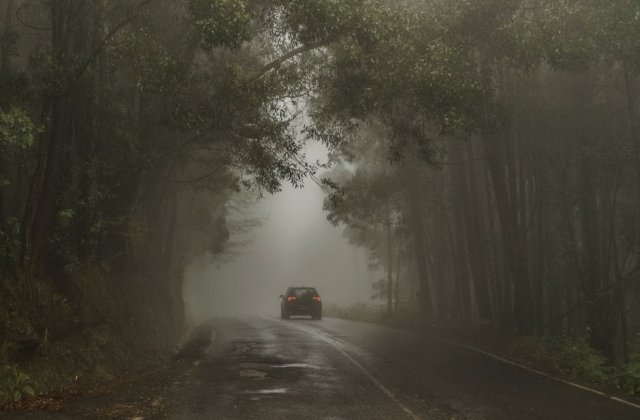 Cod GALBEN de ceata in zece judete