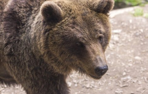 Petre Daea, despre incursiunile ursilor in localitati: Dar de ce sa nu-i impuscam? Nu am ajuns in situatia sa alegem intre om si animal