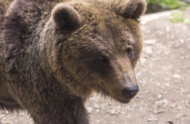 Petre Daea, despre incursiunile ursilor in localitati: Dar de ce sa nu-i impuscam? Nu am ajuns in situatia sa alegem intre om si animal