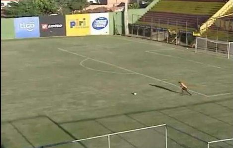  Video  Un portar columbian da gol de la 83 de metri!