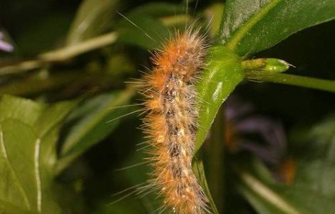 Indonezia, "sub asediul" omizilor