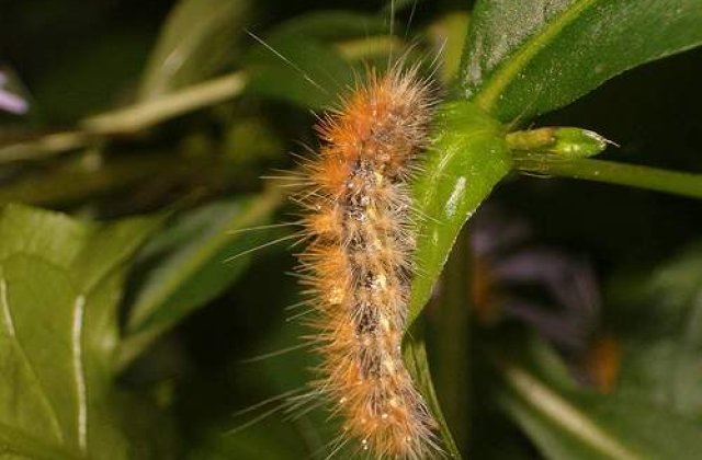 Indonezia, "sub asediul" omizilor