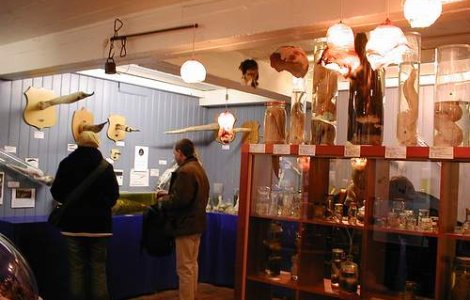 Penisul unui islandez, expus intr-un muzeu