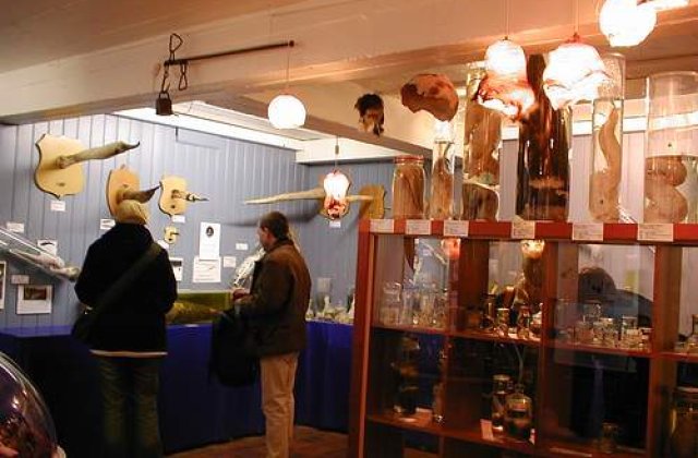 Penisul unui islandez, expus intr-un muzeu