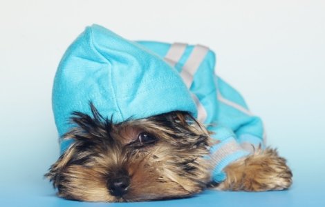  Top  10 imagini care te vor face sa iti doresti un Yorkshire Terrier