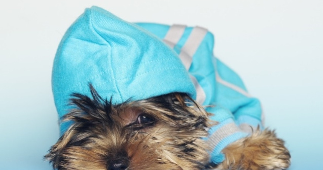  Top  10 imagini care te vor face sa iti doresti un Yorkshire Terrier
