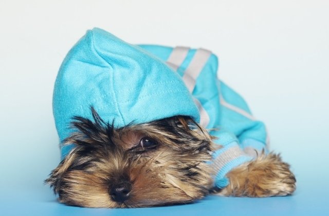 Acesti catelusi din rasa Yorkshire Terrier sunt adorabili! 10 imagini care te vor face sa iti doresti unul