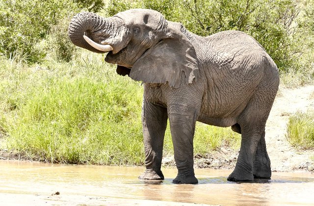 Un elefant, operat de o echipa de 30 de stomatologi, in Columbia / VIDEO