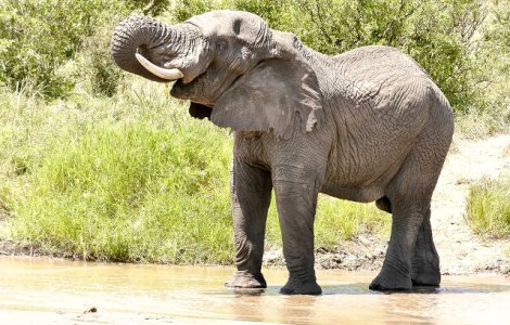 Un elefant, operat de o echipa de 30 de stomatologi, in Columbia / VIDEO