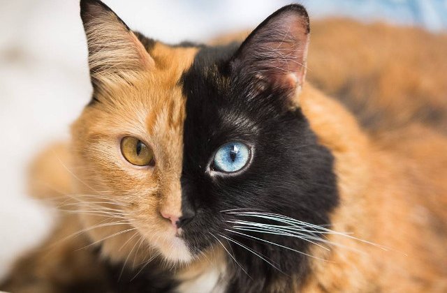 Pisoiul cu doua fete, cel mai frumos accident al naturii / FOTO