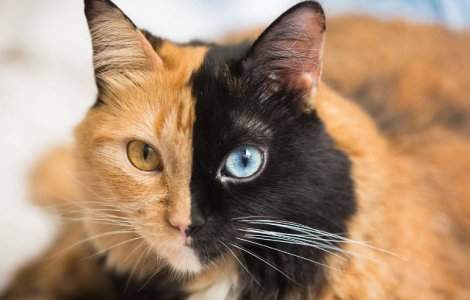 Pisoiul cu doua fete, cel mai frumos accident al naturii / FOTO