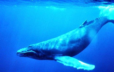  Top   Video  Balenele au hituri muzicale care se raspandesc in jurul lumii