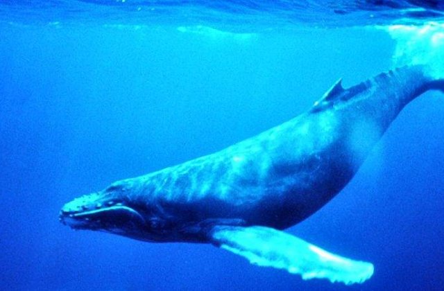 [VIDEO] Balenele au hituri muzicale care se raspandesc in jurul lumii