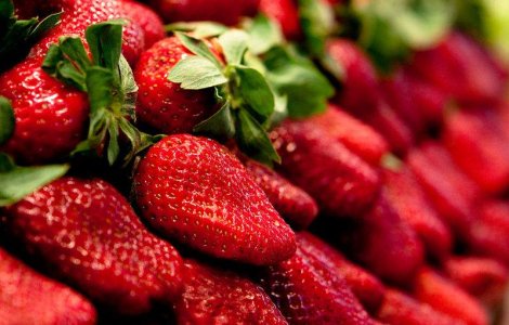 Zeci de romani, sclavi pe o plantatie de capsuni din Grecia