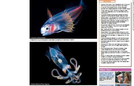 Imagini uimitoare: Vietati marine vazute in stilul radiografiilor