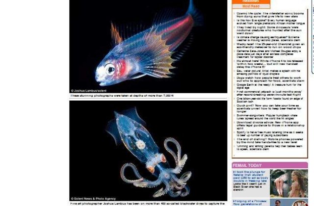 Imagini uimitoare: Vietati marine vazute in stilul radiografiilor