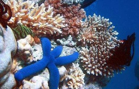 Marea Bariera de Corali, afectata de un cutremur cu magnitudinea 5,2