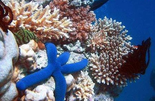 Marea Bariera de Corali, afectata de un cutremur cu magnitudinea 5,2