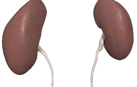 Rinichi umani, obtinuti in laborator din celule susa