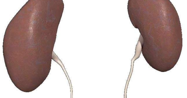 Rinichi umani, obtinuti in laborator din celule susa