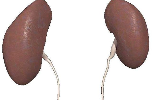 Rinichi umani, obtinuti in laborator din celule susa