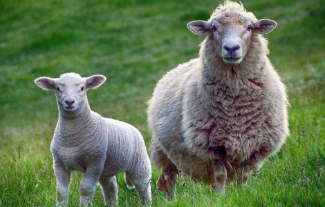 Oile unui fermier din Olt activeaza senzorii bazei militare de la Deveselu