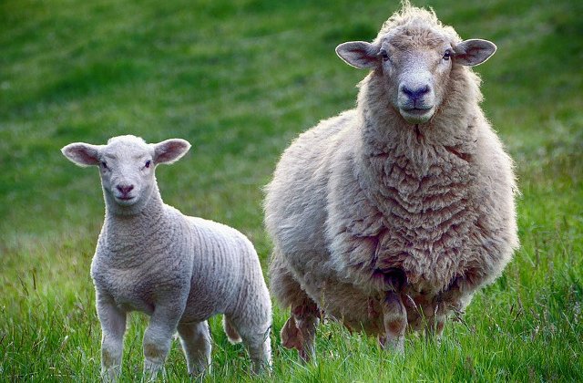 Oile unui fermier din Olt activeaza senzorii bazei militare de la Deveselu