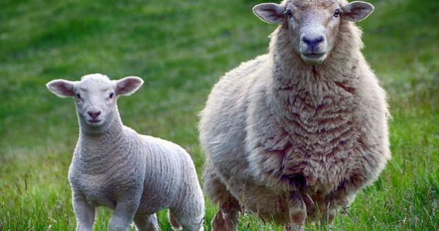 Oile unui fermier din Olt activeaza senzorii bazei militare de la Deveselu