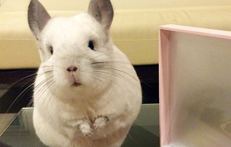  Foto  Bubu, femela de chinchilla care imita stilul de viata al unui om