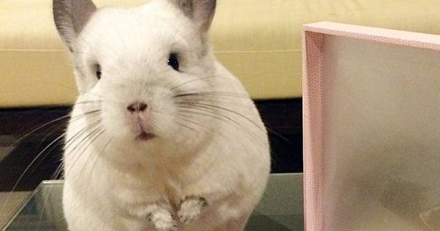  Foto  Bubu, femela de chinchilla care imita stilul de viata al unui om