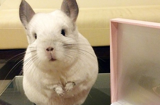 [Foto] Bubu, femela de chinchilla care imita stilul de viata al unui om
