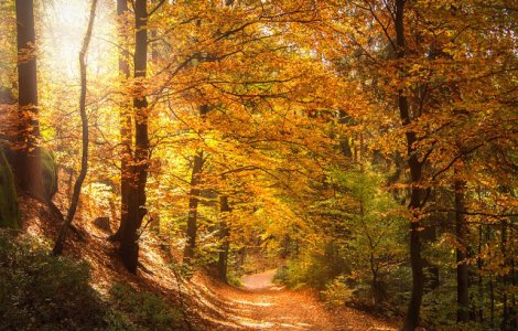 Padurile virgine ar ocupa aproape 300.000 de hectare in Romania. Greenpeace a lansat o harta