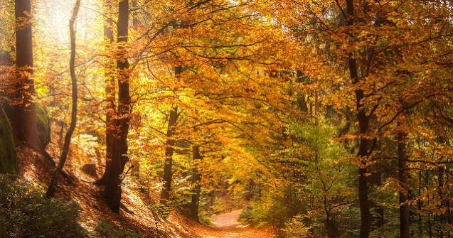 Padurile virgine ar ocupa aproape 300.000 de hectare in Romania. Greenpeace a lansat o harta