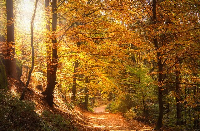 Padurile virgine ar ocupa aproape 300.000 de hectare in Romania. Greenpeace a lansat o harta