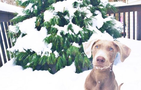 Un labrador este nevoit sa manance intr-un scaun special din cauza unei boli rare