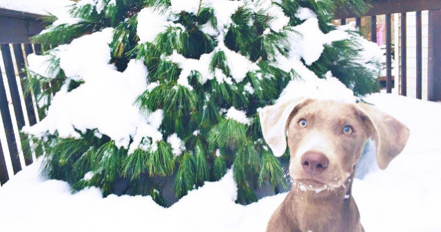 Un labrador este nevoit sa manance intr-un scaun special din cauza unei boli rare