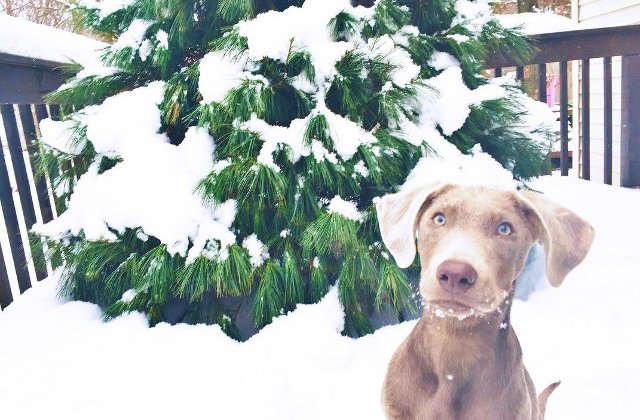 Un labrador este nevoit sa manance intr-un scaun special din cauza unei boli rare