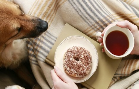  Top  7 lucruri banale din casa ta care iti pot imbolnavi animalul de companie