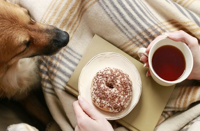 7 lucruri banale din casa ta care iti pot imbolnavi animalul de companie