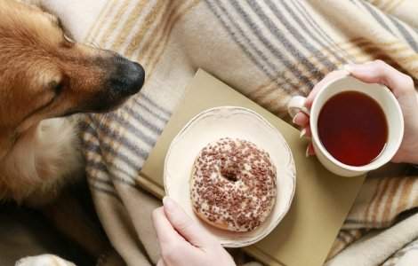  Top  Lucruri banale din casa ta care iti pot imbolnavi animalul de companie