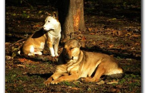 Maidanezii din Deva, impuscati in plina strada