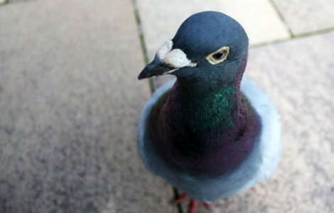 Pasiune de bad-boy: Mike Tyson iubeste sa creasca porumbei