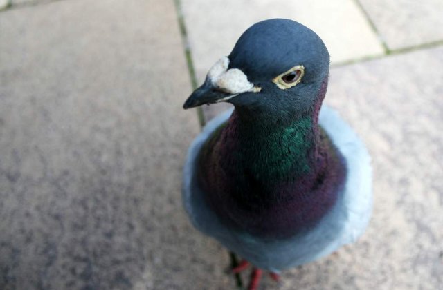 Pasiune de bad-boy: Mike Tyson iubeste sa creasca porumbei