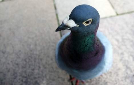 Pasiune de bad-boy: Mike Tyson iubeste sa creasca porumbei