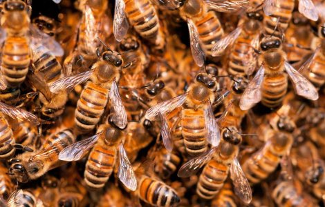 Italia: Jucatorii si fanii, atacati de albine!