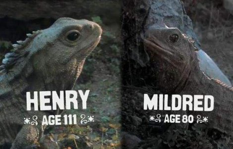  Video  Fara sex inainte de casatorie! Se aplica si la soparle