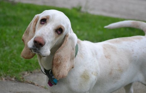  Top  15 fotografii cu animale care iti vor frange inima